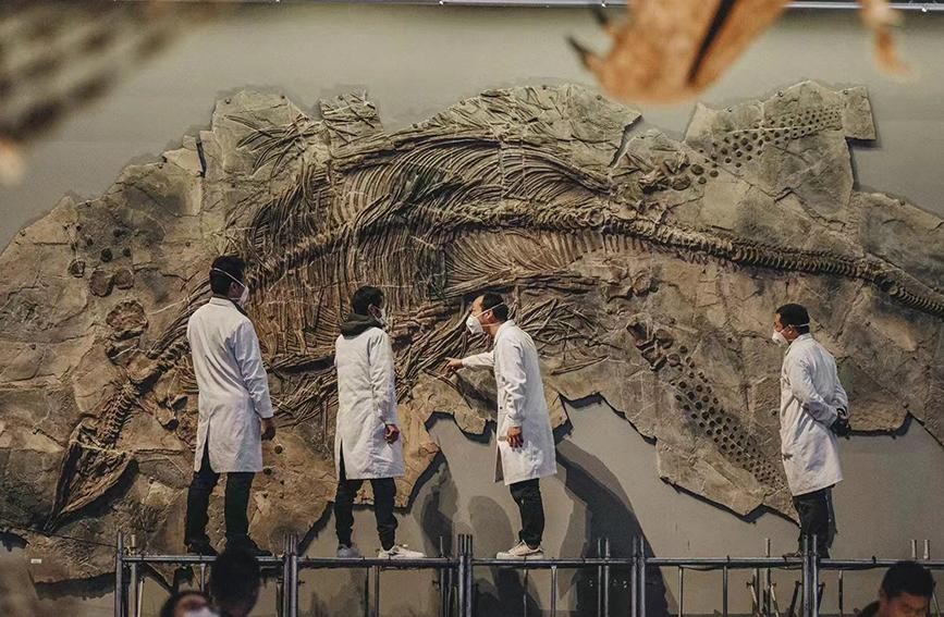 “唤醒”鱼龙 国家海洋博物馆首次公开修复化石全过程 vclAv9Acvu23TaEIjpg