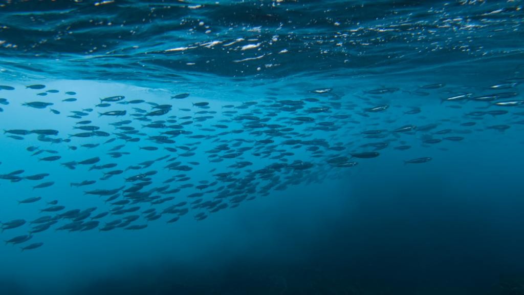 趁着海洋还没被「圈养」之前，我们还能做些什么 QMlMwDfLKl7I08mxjpg