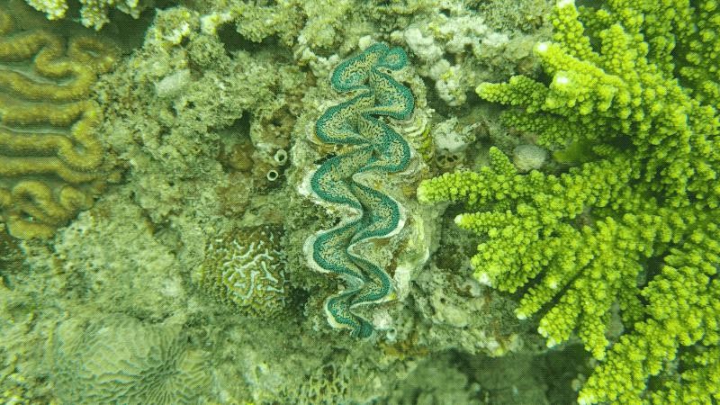 趁着海洋还没被「圈养」之前，我们还能做些什么 V38OPisxOTMSS38sjpg