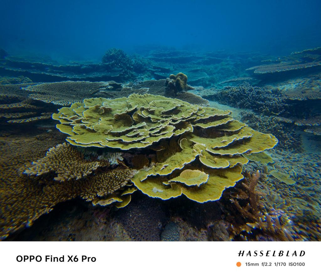 趁着海洋还没被「圈养」之前，我们还能做些什么 lEw8Z4W7zc04z9O9jpg