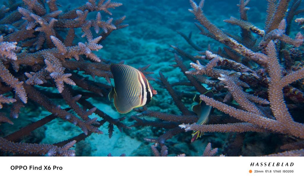 趁着海洋还没被「圈养」之前，我们还能做些什么 AH1H14kWYHy4a4ezjpg