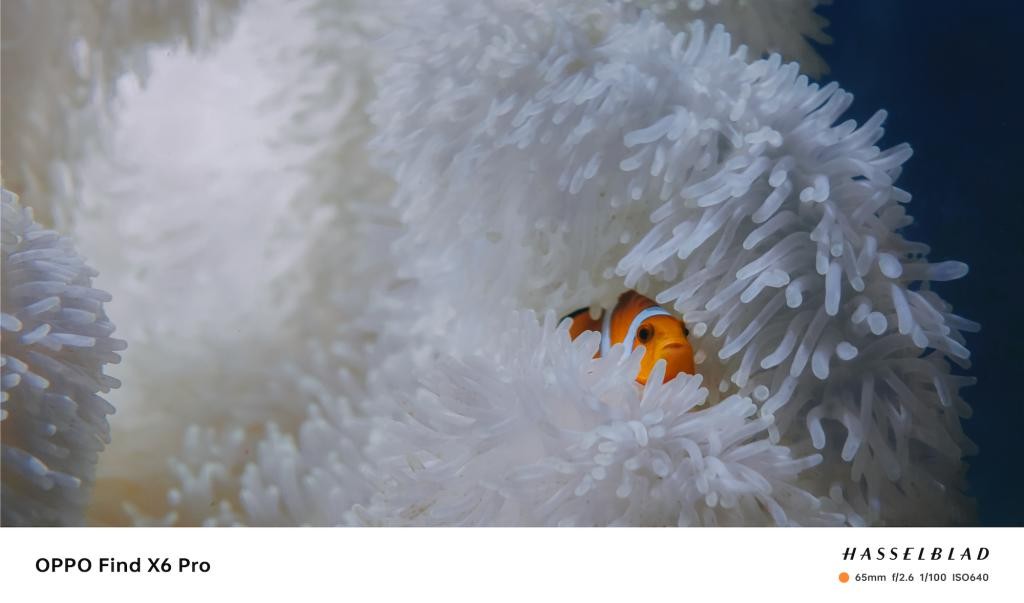 趁着海洋还没被「圈养」之前，我们还能做些什么 YO8JwXoi1b0Gvfi1jpg