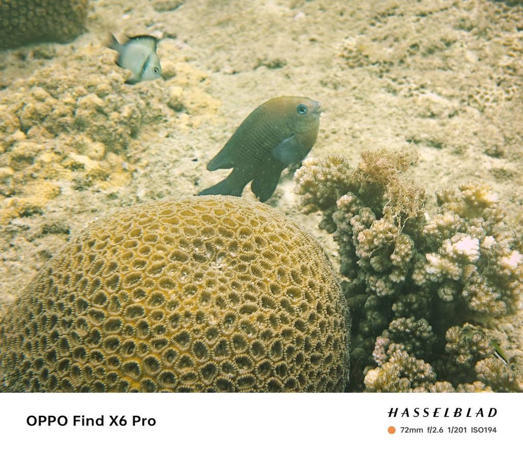 趁着海洋还没被「圈养」之前，我们还能做些什么 g8m9DM8stfME8jE0jpg