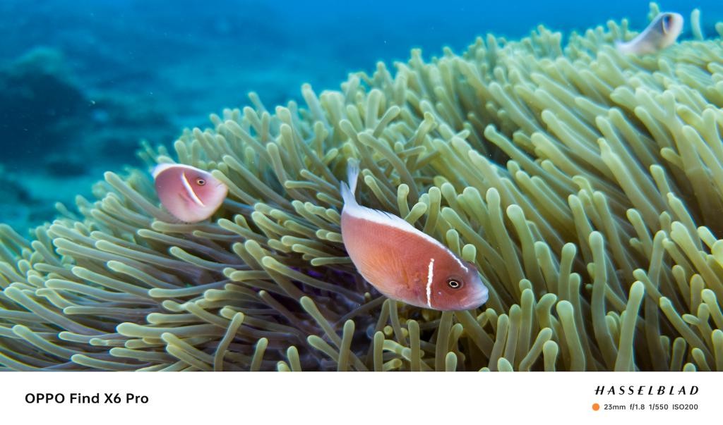 趁着海洋还没被「圈养」之前，我们还能做些什么 OImBMrrcN1R5j336jpg