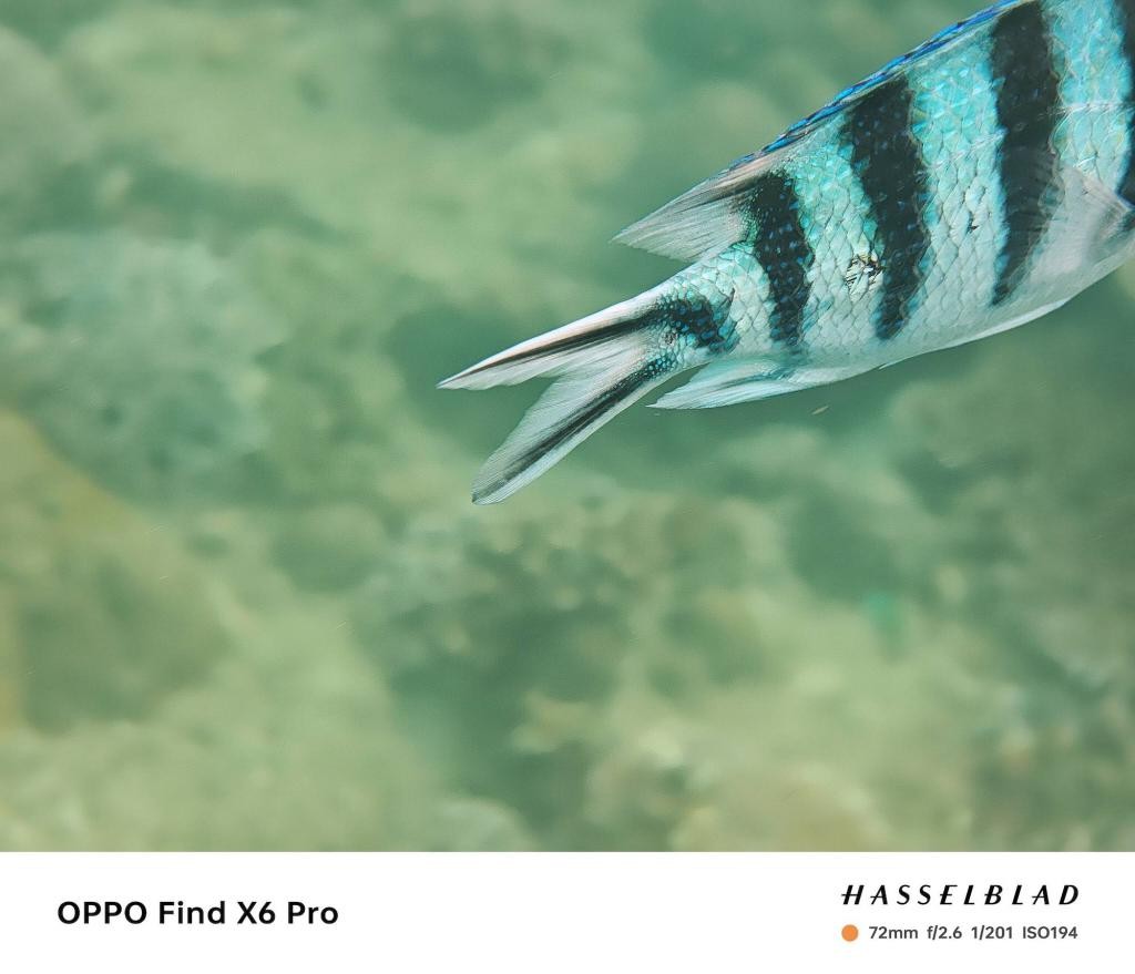 趁着海洋还没被「圈养」之前，我们还能做些什么 oZ0SZ8ZsCEd10PEVjpg