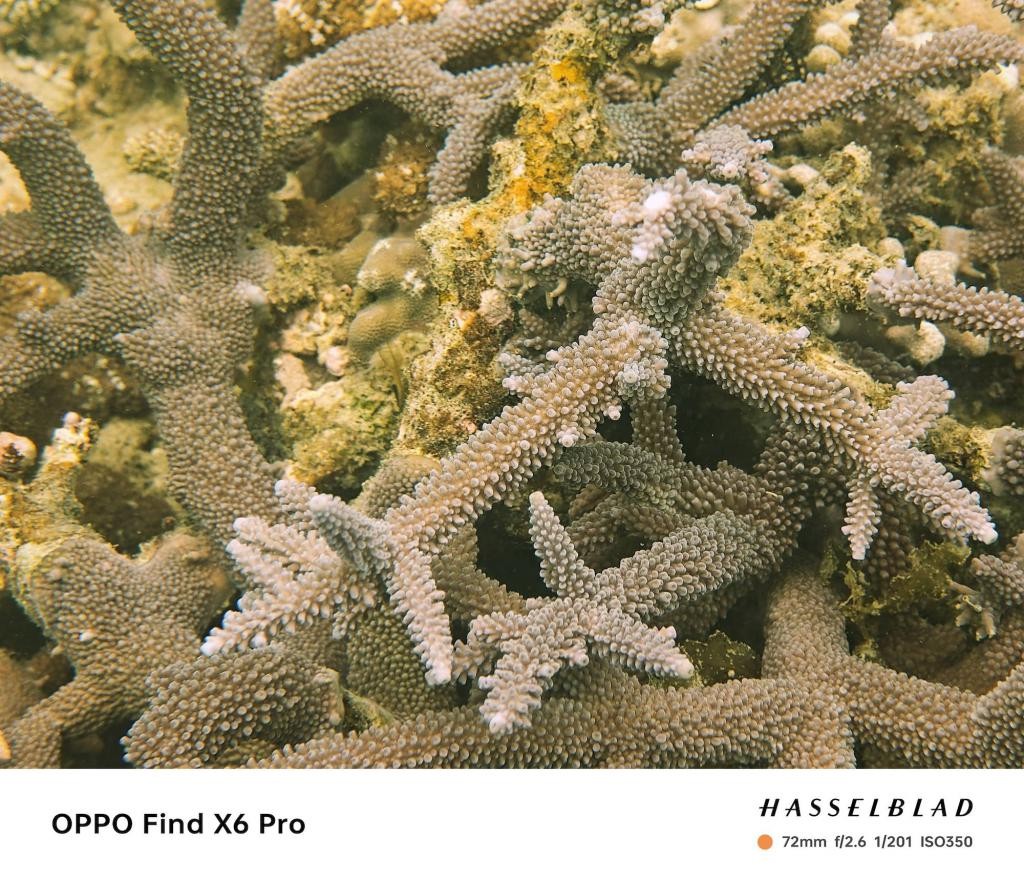 趁着海洋还没被「圈养」之前，我们还能做些什么 pv32PxRCzX6c92C2jpg