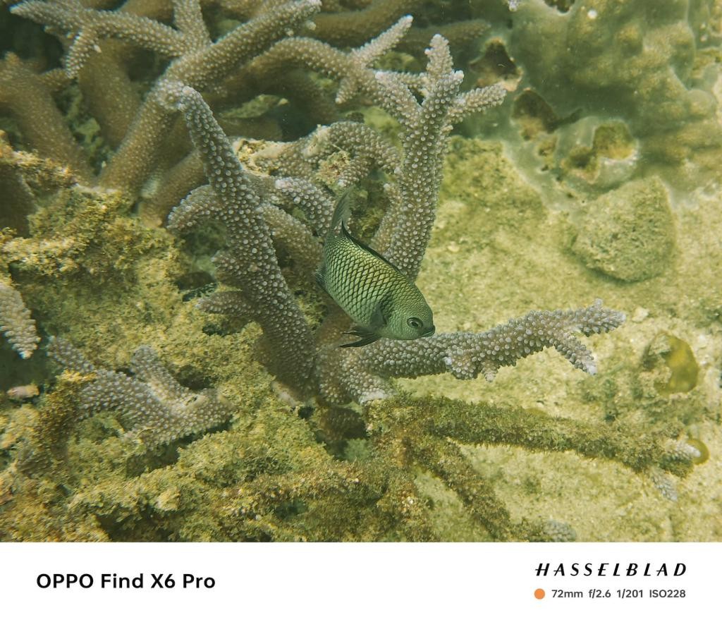 趁着海洋还没被「圈养」之前，我们还能做些什么 Y6368I0OXki26SZnjpg