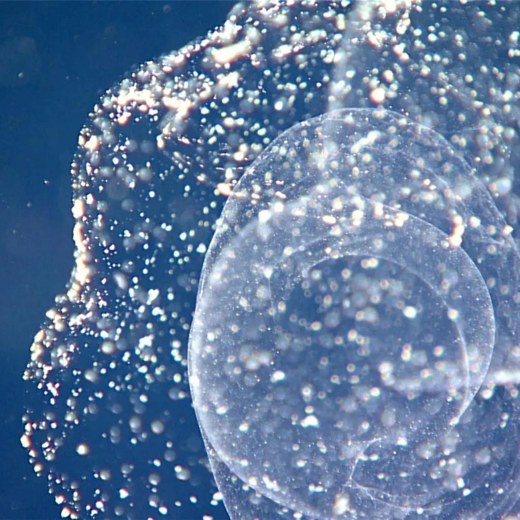 一个坏消息，太平洋这个垃圾堆越来越大了 O3mM3bZqtevBmTWLjpg