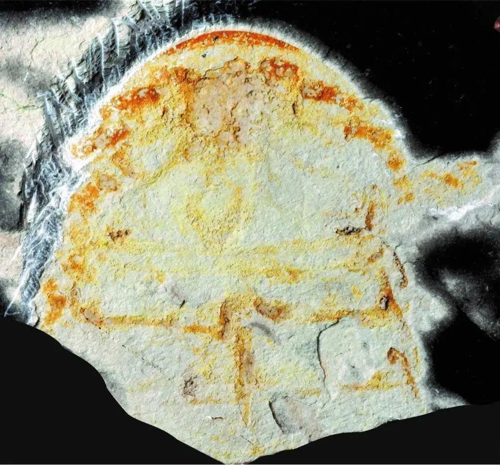 距今 4.5 亿年的远古海洋“萌系霸主”,长啥样? g1661H469TqoaGoHjpg