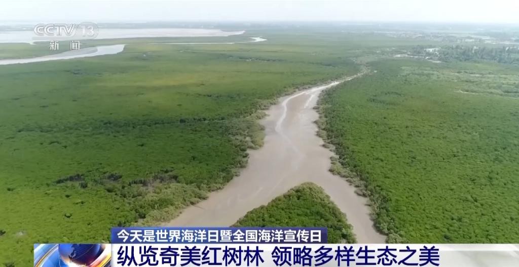 红树林让滩涂美了，村民富了 oj8Jqj8aCaJ844Rqjpg