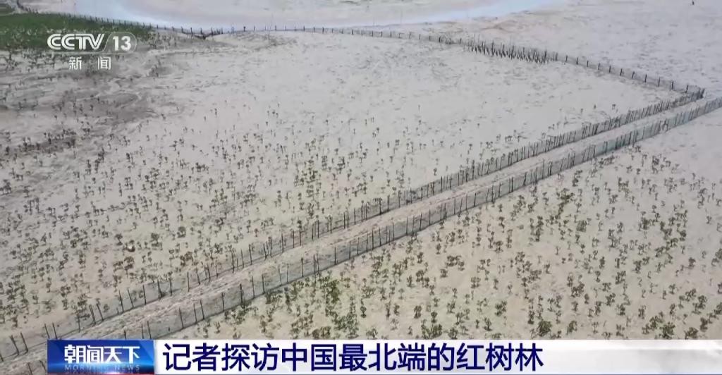 红树林让滩涂美了，村民富了 GXCvG23sSG4QY4v3jpg