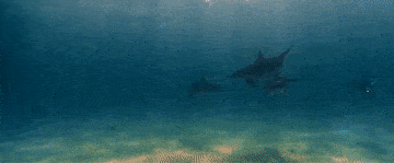 微视频｜海洋之声 S522r5AtqKkk4rh5jpg